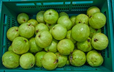 Yeşil guava