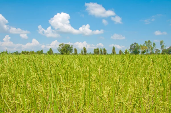 stock image Rice farm