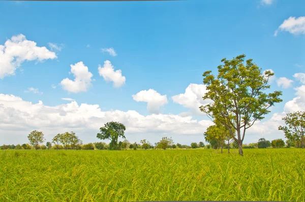 stock image Rice farm