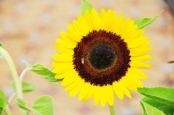 Жовте сонце квітка — стокове фото