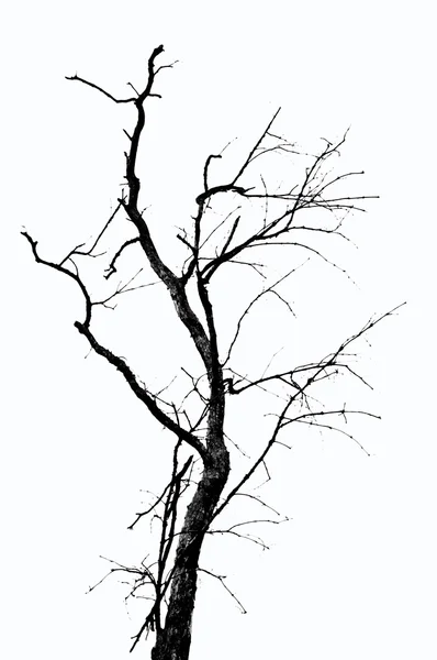 Textura da árvore morta — Fotografia de Stock