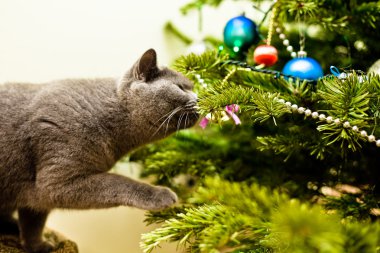 bir Noel ağacı araştıran kedi