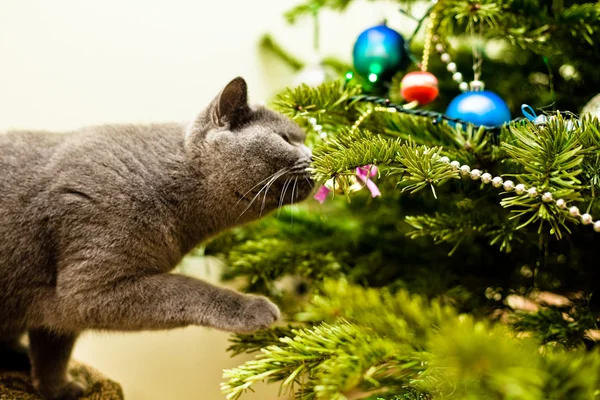 Stock image Cat investigating a Christmas tree