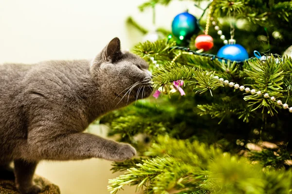 Кошка, расследующая елку Лицензионные Стоковые Изображения
