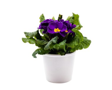 Mor primula beyaz pot