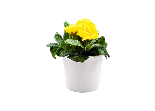 Yellow primula in white pot — Stock Photo, Image