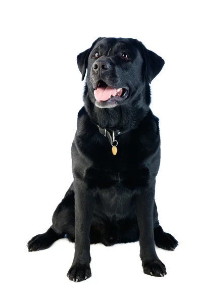 Labrador hund — Stockfoto