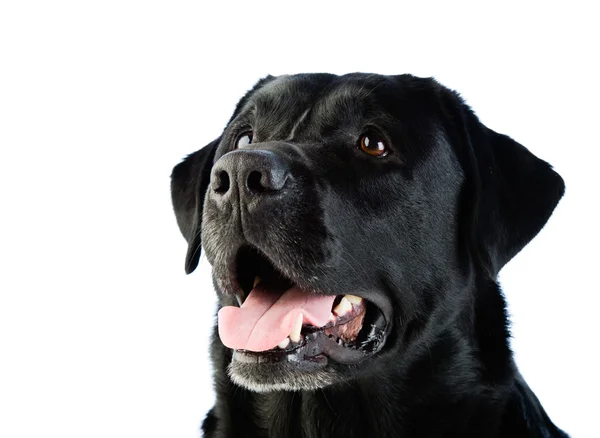 ラブラドール犬 — ストック写真