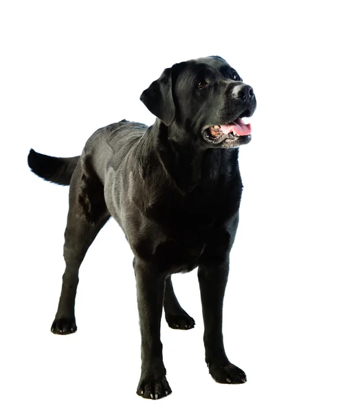 Собака Лабрадор — стокове фото
