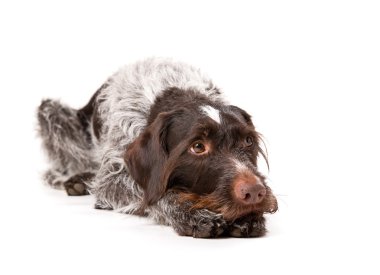 German wire-haired pointer clipart