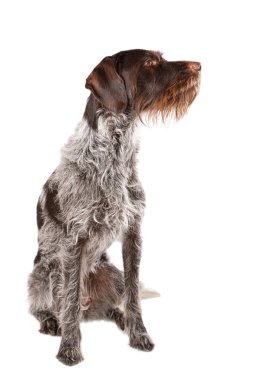 German wire-haired pointer clipart