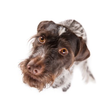 German wire-haired pointer staring clipart