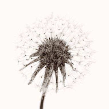 Dandelion clipart