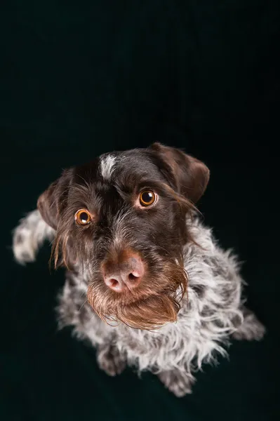 Německý wirehaired ukazatel — Stock fotografie