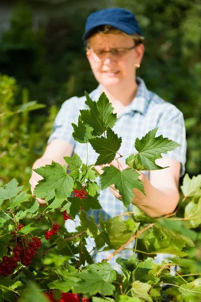 Woman and redcurrant — Stock Photo, Image