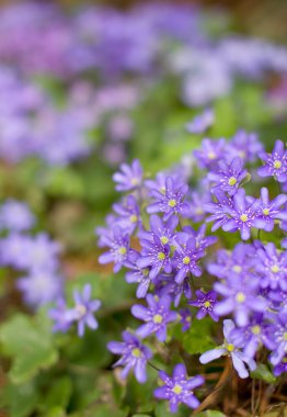 Hepatica nobilis clipart