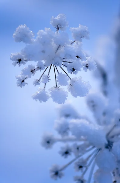 Frozen plant — Stock Photo, Image