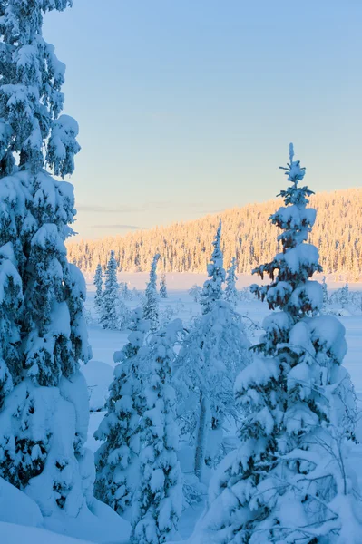 Vinterlandskab - Stock-foto