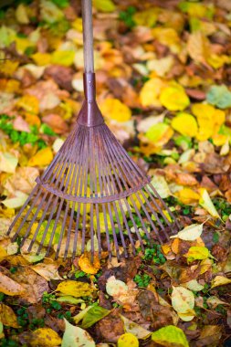 Rake and leafs clipart