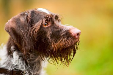 German wire-haired pointer clipart