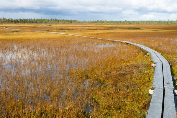 Путь к болотам — стоковое фото