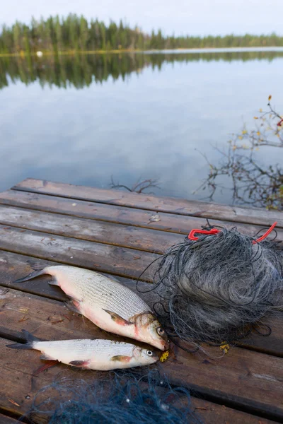 Peces blancos y lago — Foto de Stock