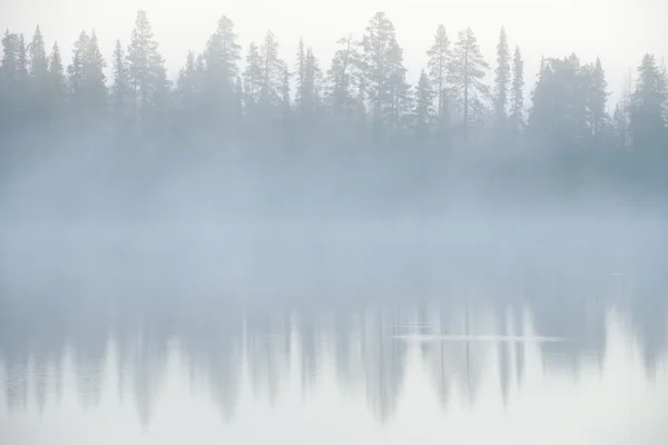 Skogen och dimma — Stockfoto