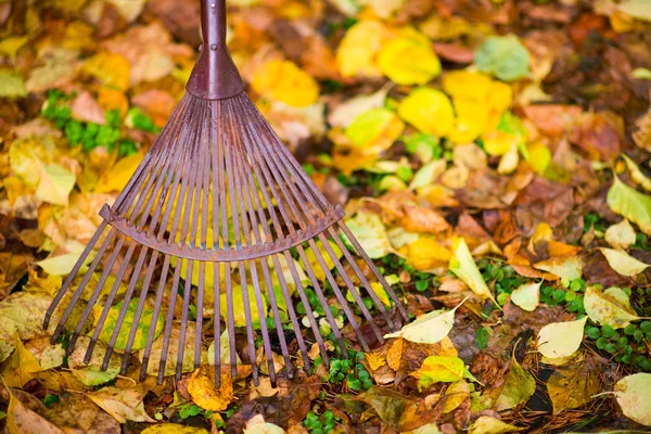 stock image Rake and leafs