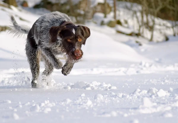 stock image German wire-haired pointer