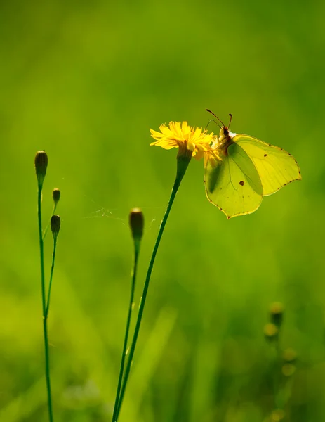 stock image Brimstone