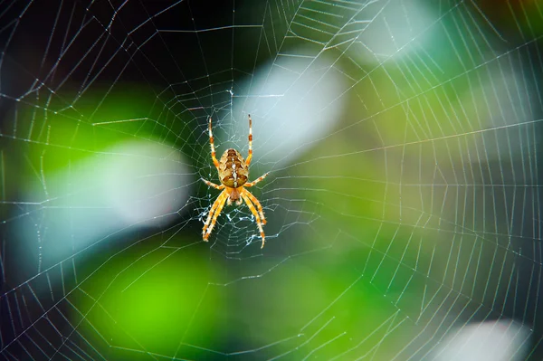 stock image Cross spider