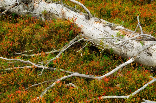 Moulder spruce — Stock Photo, Image