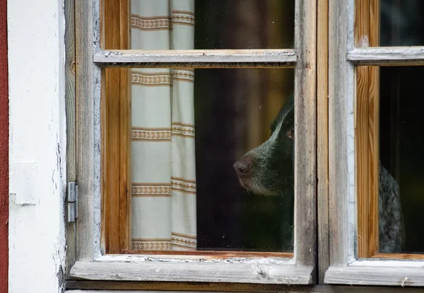 대기 개 — 스톡 사진