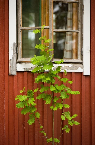 Rönn och fönster — Stockfoto