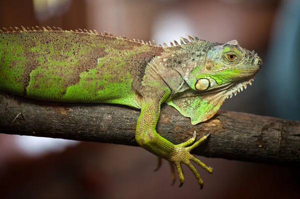Iguana verde - (Iguana iguana ) — Foto de Stock