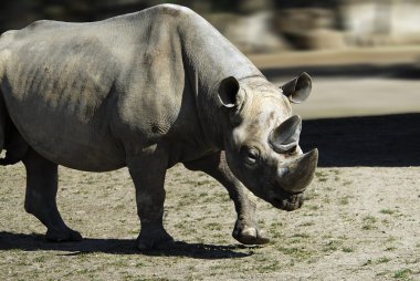 Black rhino - (Diceros bicornis) clipart