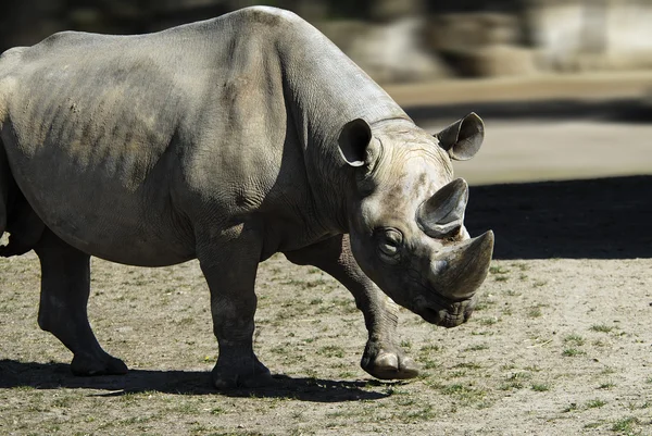 Svart noshörning - (Diceros bicornis) — Stockfoto
