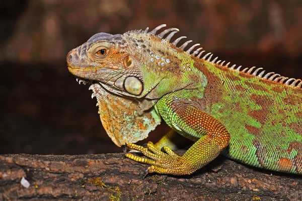 Iguana verde masculina - (Iguana iguana ) — Foto de Stock