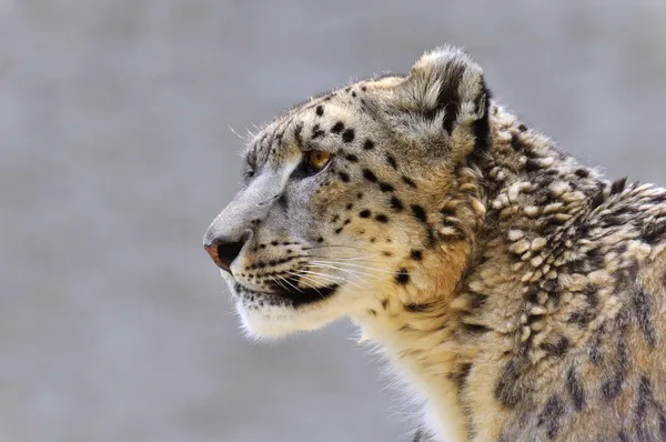 Leopardo da neve - (Uncia uncia ) Fotografias De Stock Royalty-Free