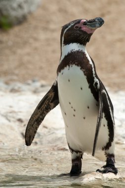 Humboldt pengueni - (Spheniscus humboldti)