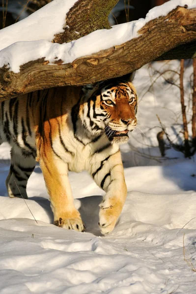 시베리아 호랑이-(손님 티그리스) — 스톡 사진