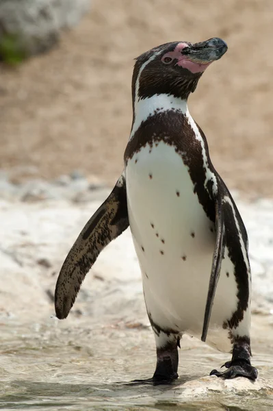 Пингвин Гумбольдта - (Spfescus humboldti) ) — стоковое фото