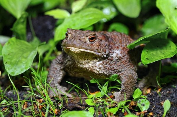 Common toad - (Bufo bufo) — Stock Photo, Image