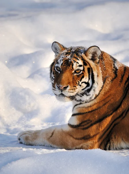 西伯利亚虎-(虎) — 图库照片