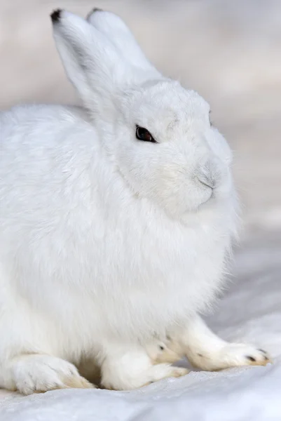 stock image White mountain hare - (Lepus timidus)