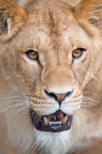 Lioness-(Panthera Leo) — Zdjęcie stockowe