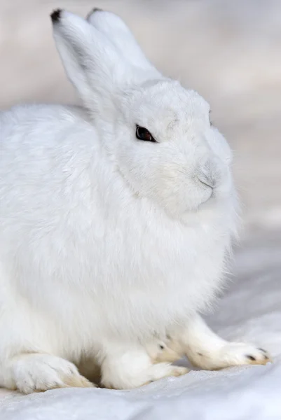 White mountain hare - (Lepus timidus) Rechtenvrije Stockafbeeldingen