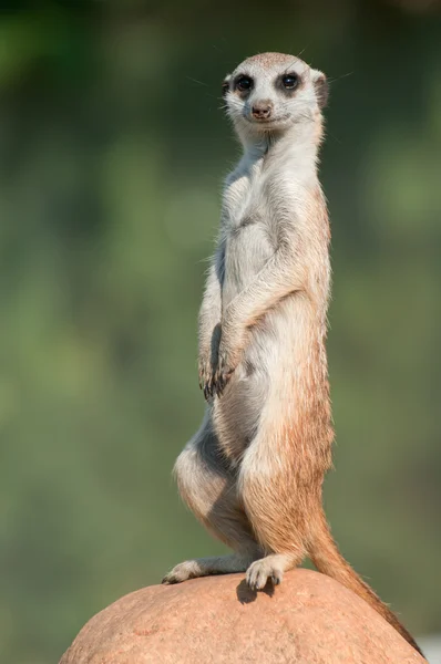 Meerkat - (Suricata suricata) 스톡 이미지