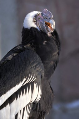 Andean condor - (Vultur gryphus) clipart