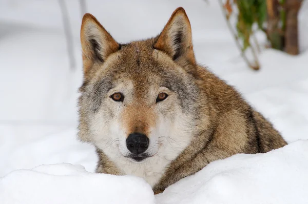 Lobo gris - (Canis lupus ) — Foto de Stock